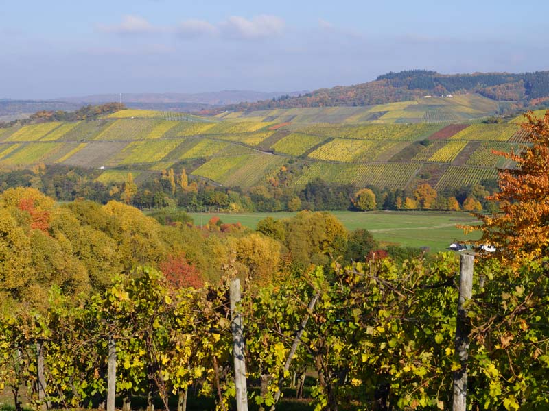 Weinberge